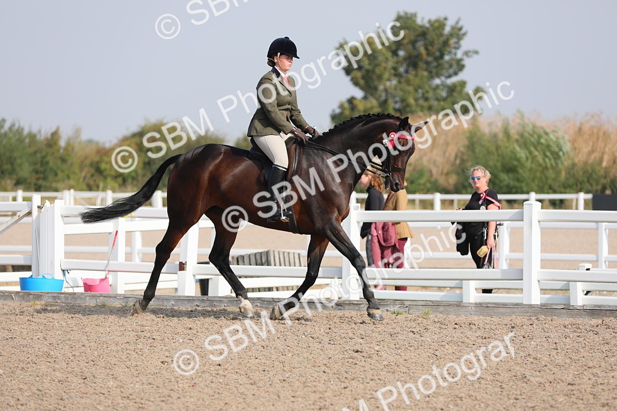 SBM_11335 - Class 305 Ridden Foreign Breeds- Pure Bred