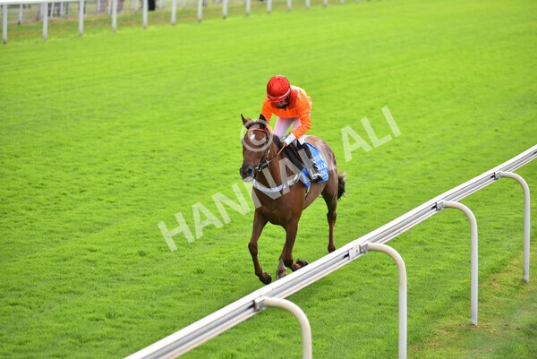 yr04092022p2-54 - 12.50pm. 148cm Open Pony Race