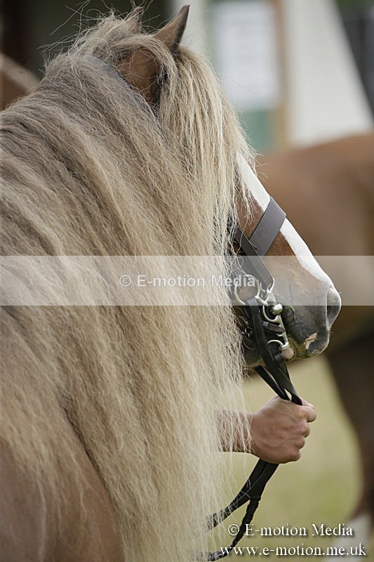 B230619-0765 - Bourne Valley Riding Club Summer Show 23/06/19