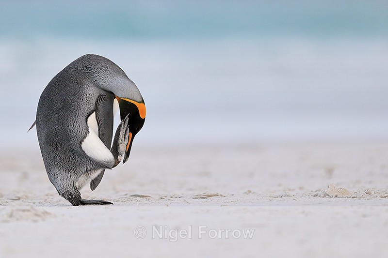 King Penguin scratching head, Volunteer Point, Falklands - King Penguin