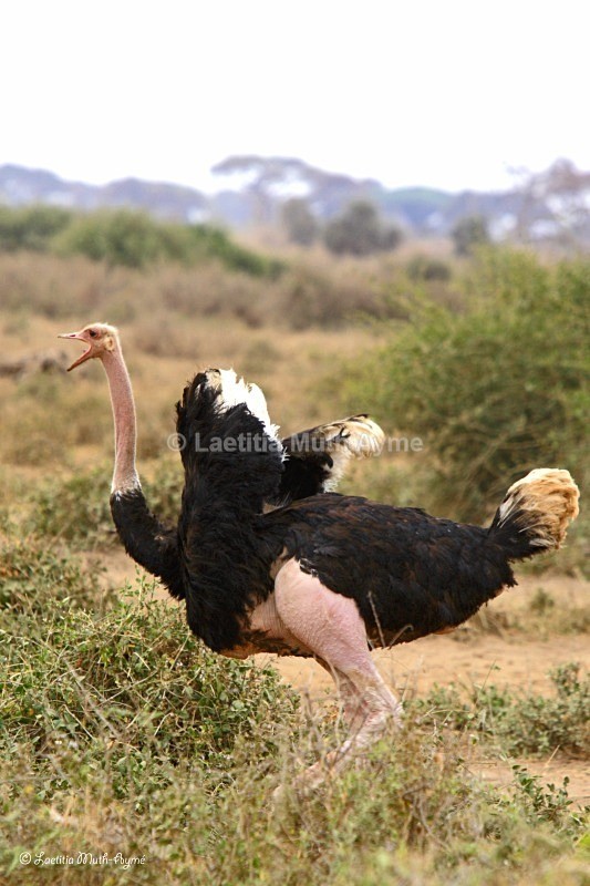 _M7B0066 Amboseli - Birds