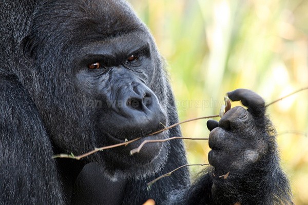 Gorilla   _AN022 - Farm & Zoo Animals
