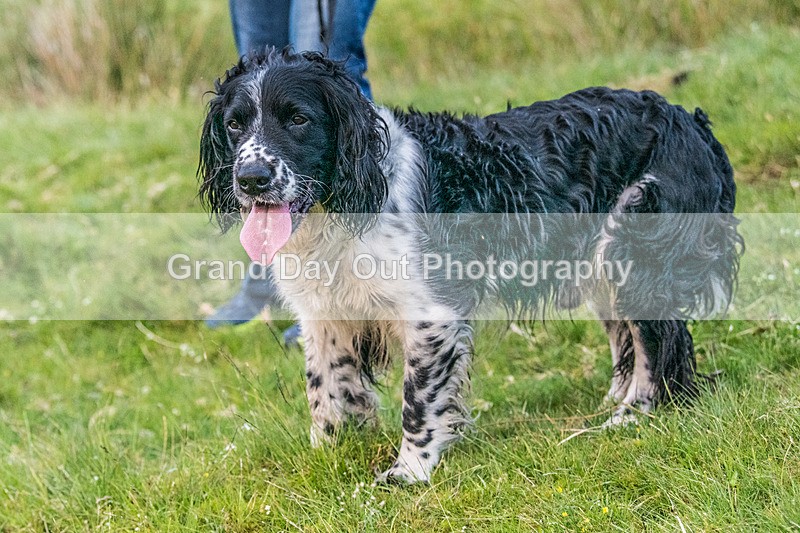 Tebay-602 - Tebay Fell Race Wednesday 26th June 2024