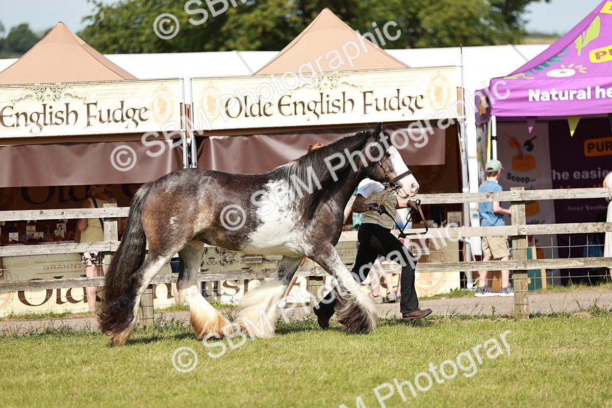 SBM_08752 - Class 63-65 - Traditional Gypsy Cobs In Hand & Ridden