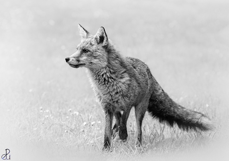 Wildlife photography by Diana Uzun