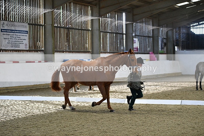 WJ5_3624 - Class 5 In Hand Veterans