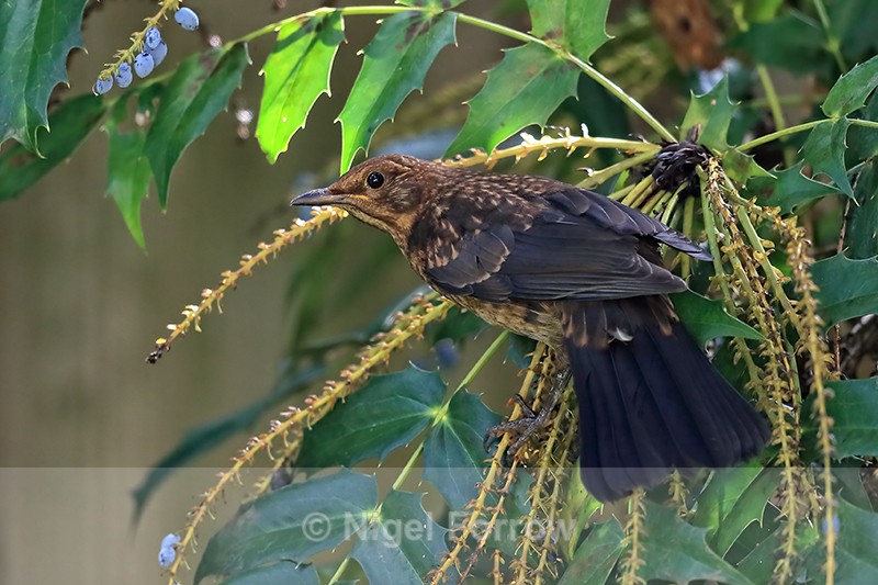 Young Blackbird perched on mahonia bush, Oxfordshire, UK - Blackbird