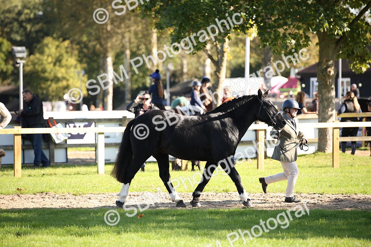 SBM_36543 - S10 - Best In Hand Horse & Pony