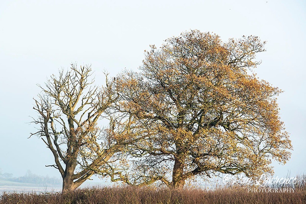 Abberton Reservoir_08-12-20-RLP2042 - Close to Home