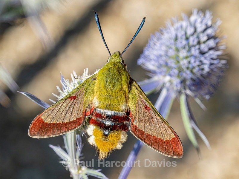 Broad-bordered Bee Hawk-moth (Hemaris fuciformis) - Insects, Spiders and other Animals