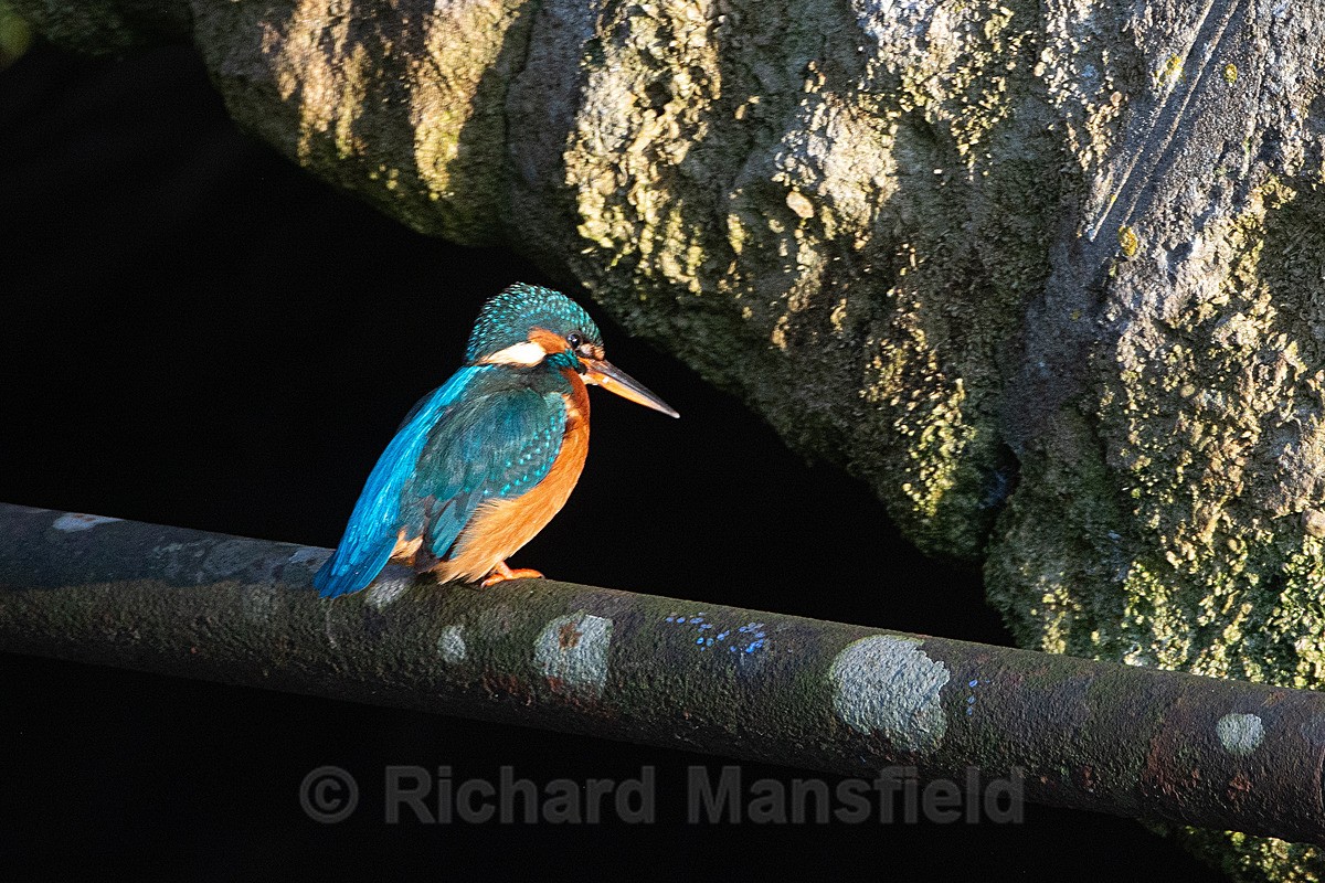  - Kingfisher