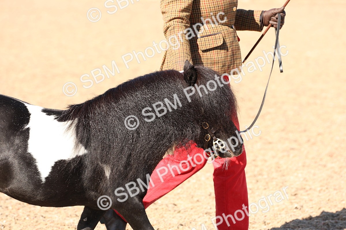 SBM_13849 - Class 205 - IH Show Pony - Show Hunter Pony