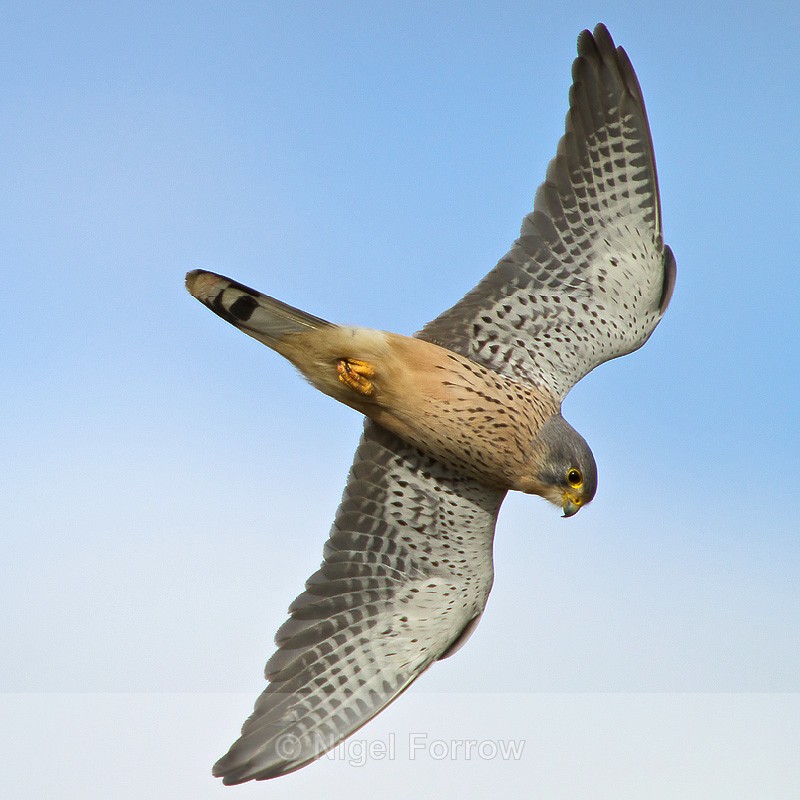 Kestrel (male) banking sharply at Otmoor - Kestrel