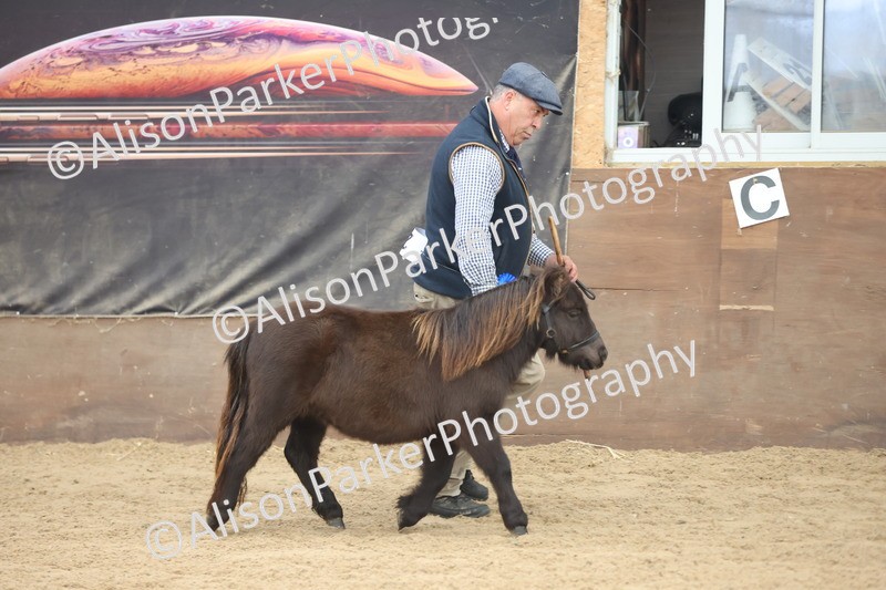 20251109-0217 - Class 10 - Yearling, Colt, Filly or Gelding
