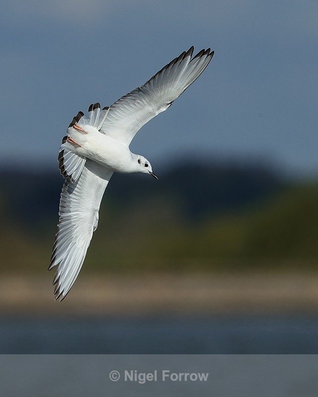 Bonaparte's Gull diving over Farmoor Reservoir - Bonaparte's Gull