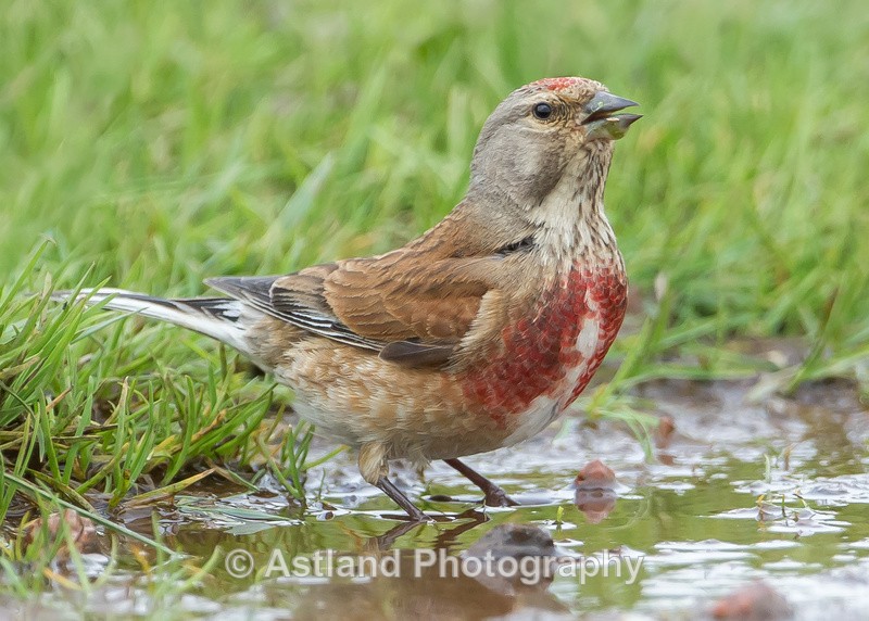 Astland Photography, Bird and Wildlife Images, Susan and Peter Wilson, U.K.