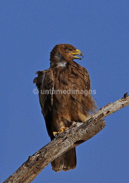 Tawny Eagle - Botswana