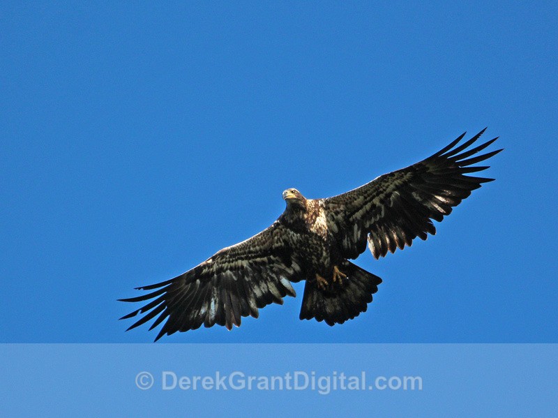 Juvenile Bald Eagle in Flight - 2 - Birds of Atlantic Canada