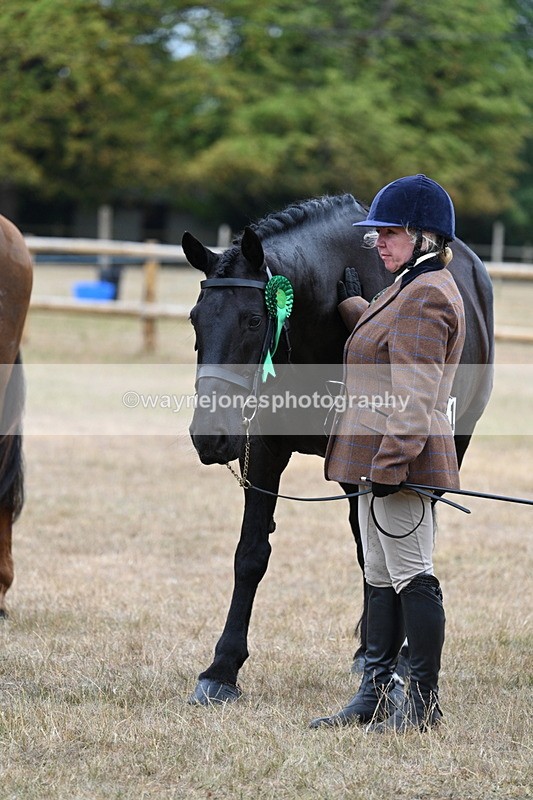 WJ7_0199 - Class 5a Most Handsome Gelding (above 14.2hh)