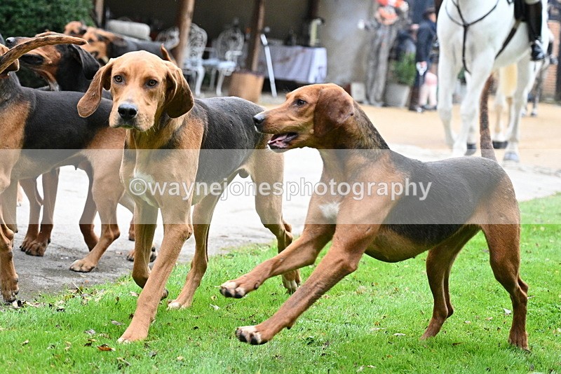 WJ7_6293 - Berks & Bucks - Children's Meet - The Old Farmhouse – Steventon.