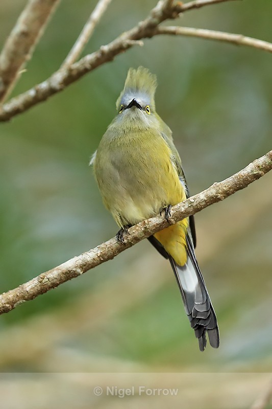 Long-tailed Silky-flycatcher (female), Costa Rica - Long-tailed Silky-flycatcher