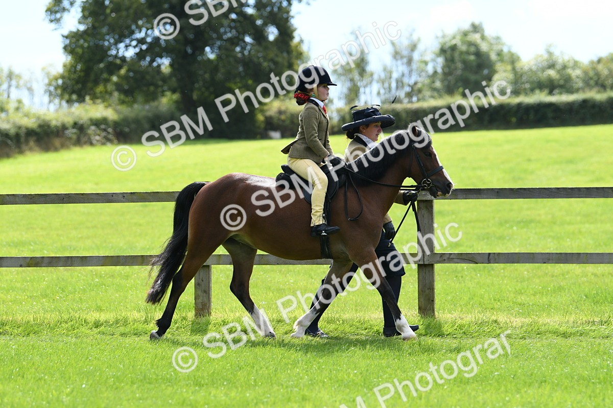 SBM_42524 - S20 - Lead Rein Mountain & Moorland Pony