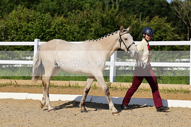 1X9A0729 - Class 4: Youngstock 1, 2, 3 year old to exceed 153cm