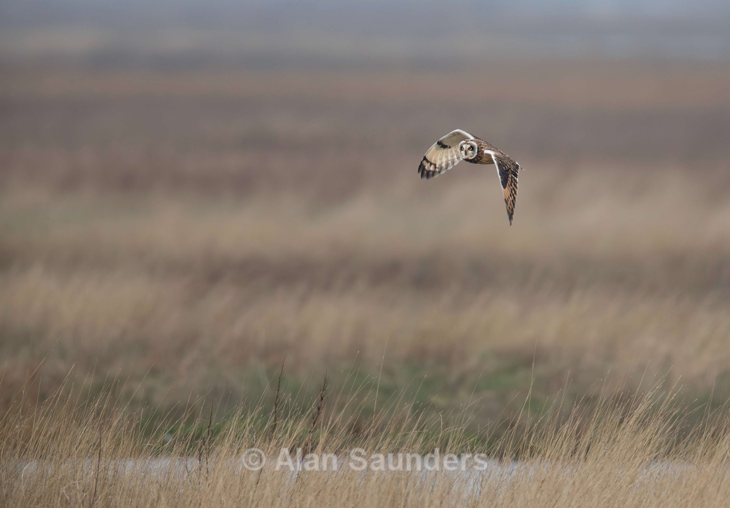 Short Eared Owl