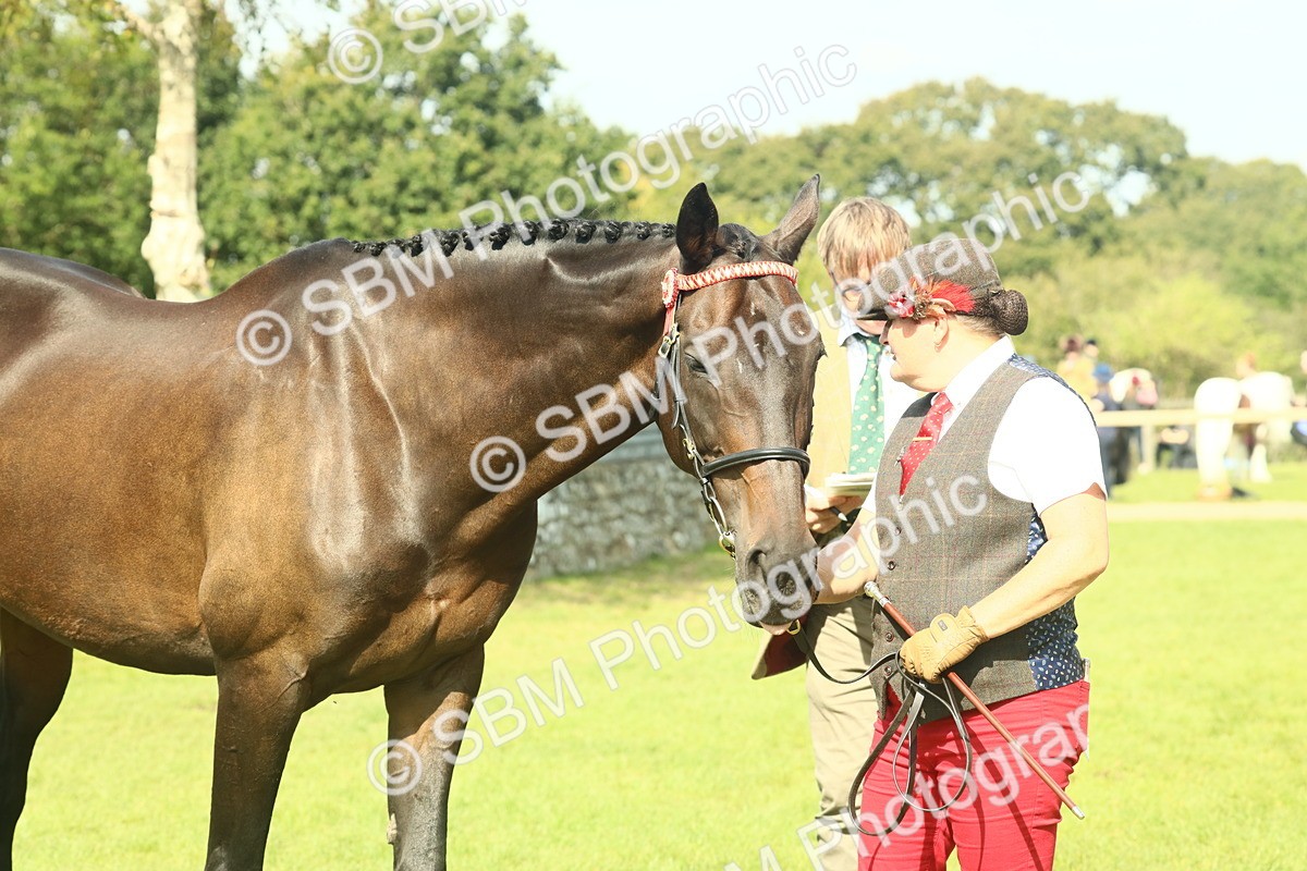 SBM_66556 - S34 - Rehabilitated Rescue Horse & Pony In Hand & Ridden