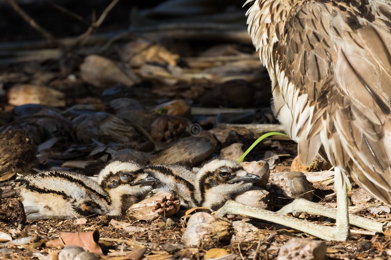 Bush-Stone Curlew