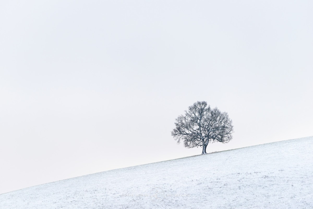 Tree on a slippery slope. - WINTER