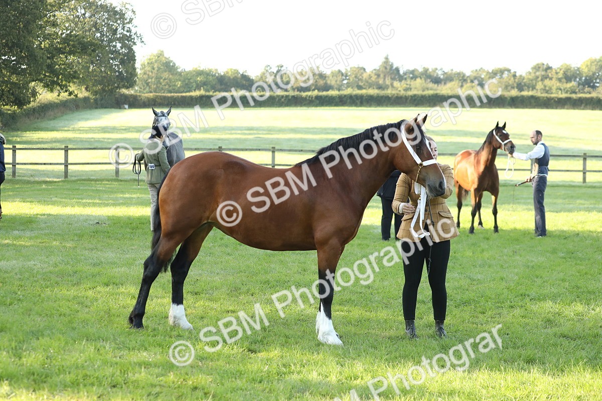 SBM_57954 - S42 - Youngstock