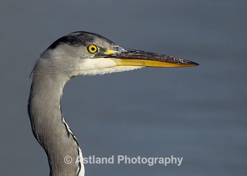 Astland Photography, Bird and Wildlife Images, Susan and Peter Wilson, U.K.