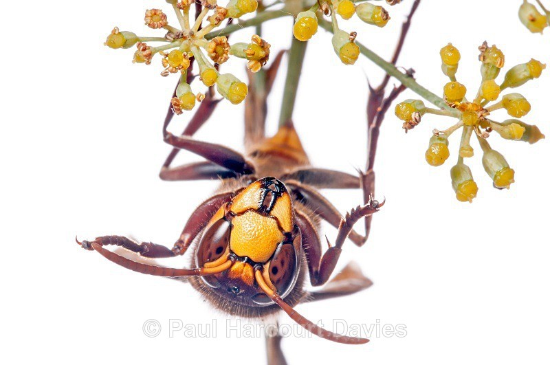 European hornet (Vespa crabro) MYN - Small Creatures - WB