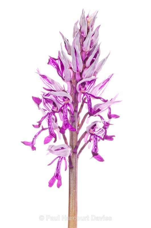  - WB: Orchids - Orchis