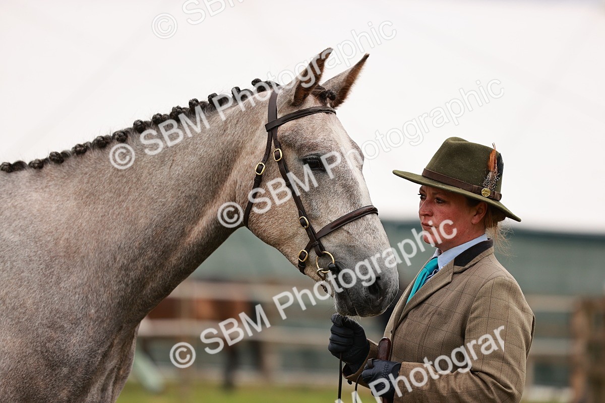 SBM_00716 - Class 26-30 Sport Horse In Hand