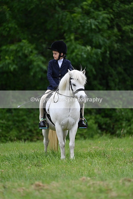 WJ7_4418 - Class 14B Prettiest Mare