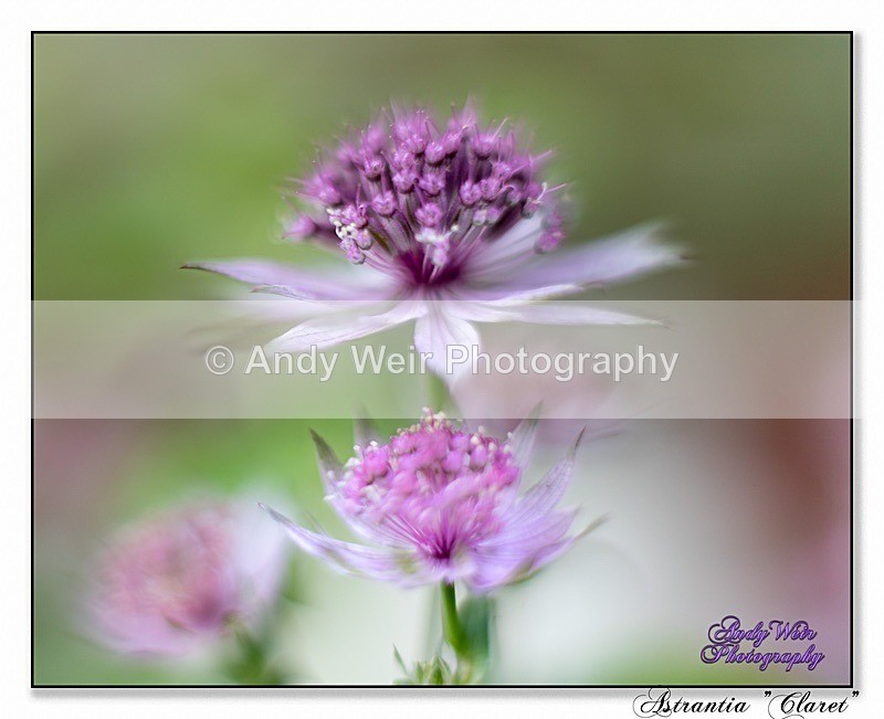 190614-untitled-1L4A1914-Edit - Plants & Flowers