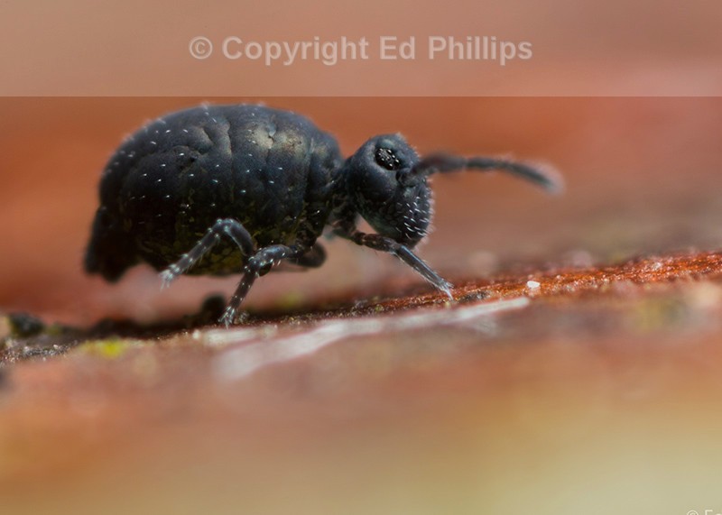 Sminthurinus niger