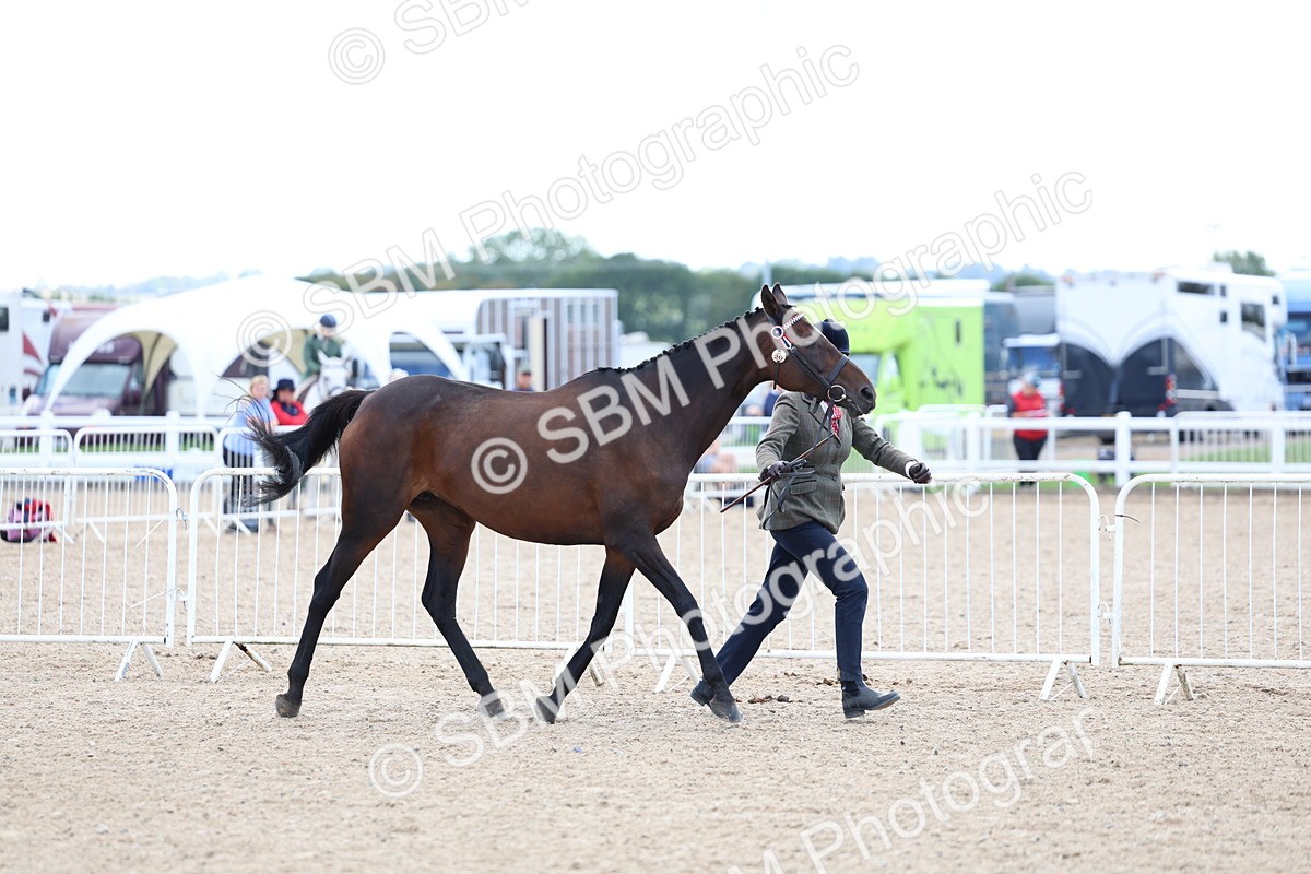 SBM_15359 - Class 312 - IH Competition Horse-Pony