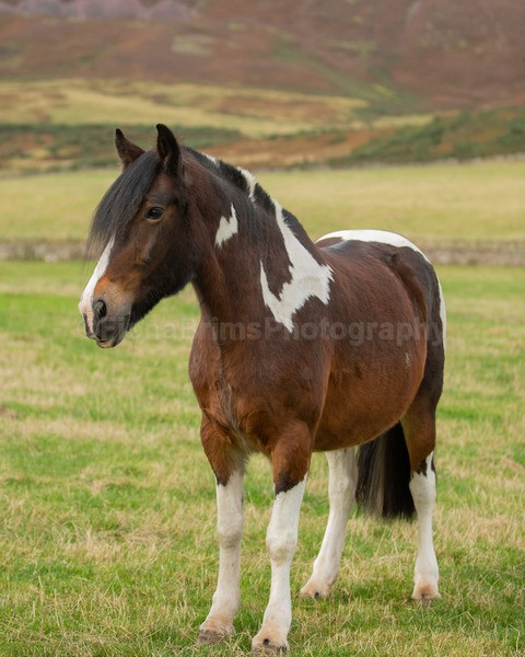 Dionne-248 - Janes Horses