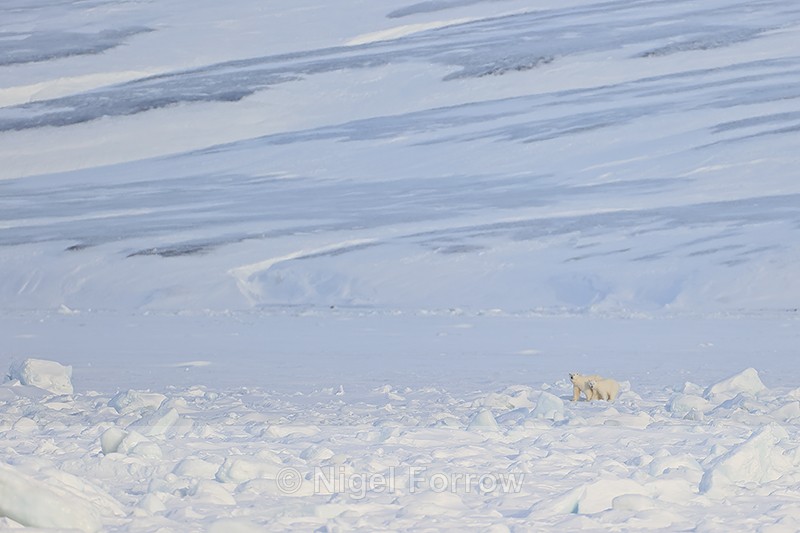 Polar Bears in Spitsbergen landscape, Svalbard - Polar Bear