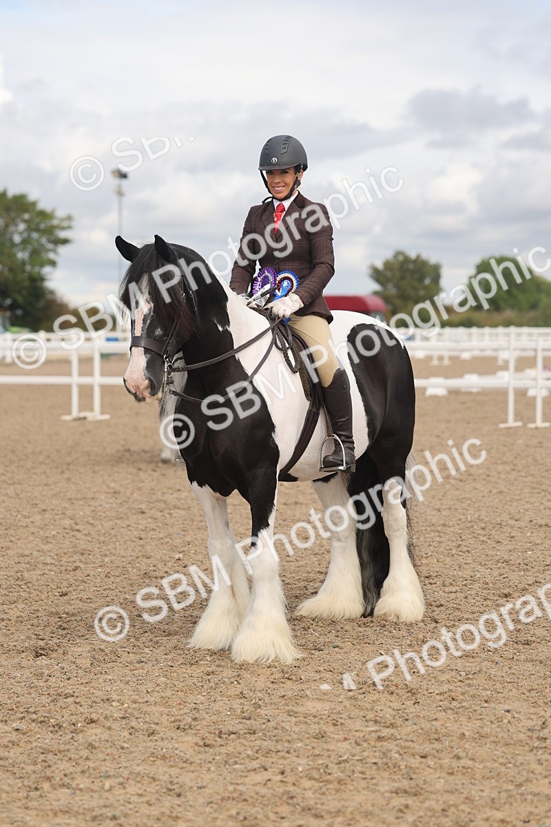 SBM_04502 - Class 18 - Handsomest Gelding (IH or Ridden)