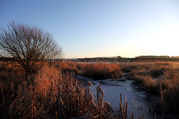 Chew Valley Marsh _S129 - Somerset landscape Photography
