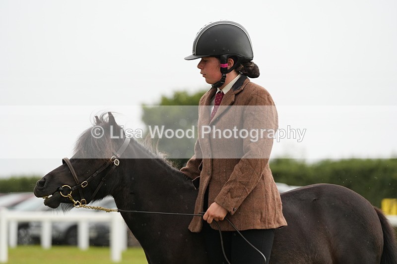 DSC04595 - Class 46: NPS Shetland Youngstock