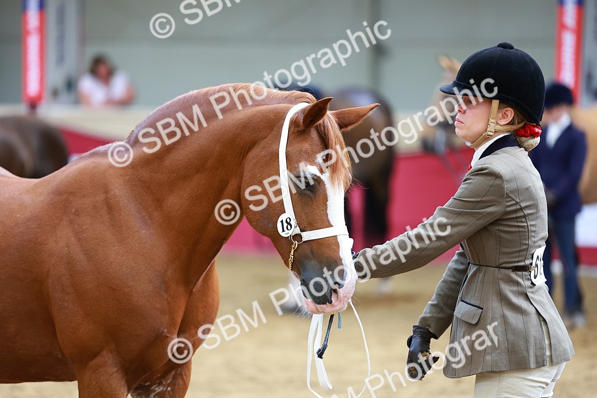 SBM_18689 - Class 903 - Sup Final - IH Pre Vet