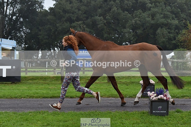 231018-115826-00014 - 002-CHILLI.BILL-Alicia.Wilkinson-TrotUp