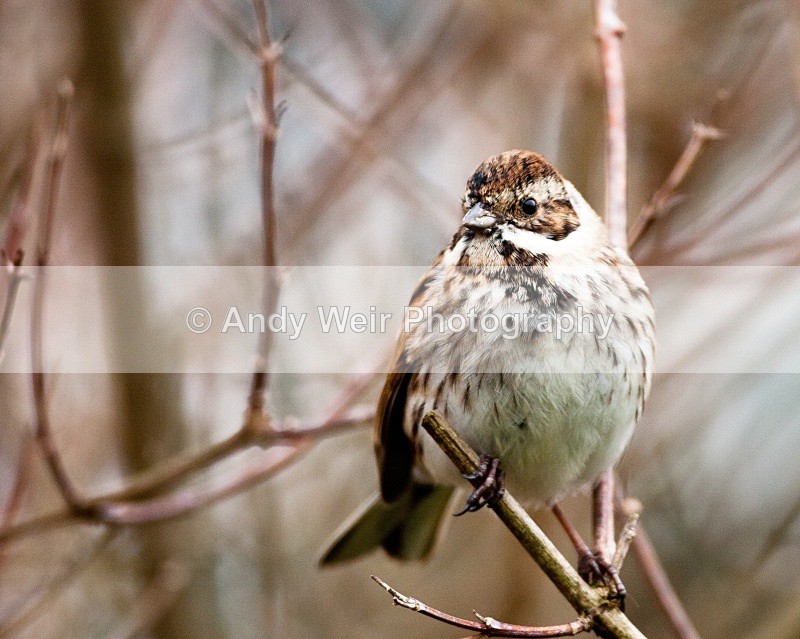20110305-IMG_8095 - Buntings