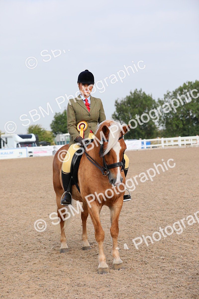 SBM_10733 - Class 303 Ridden Pure Bred Horse/Pony (excl M&M)