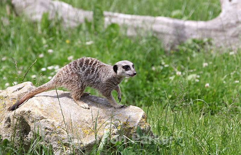 Meerkat - Wildlife